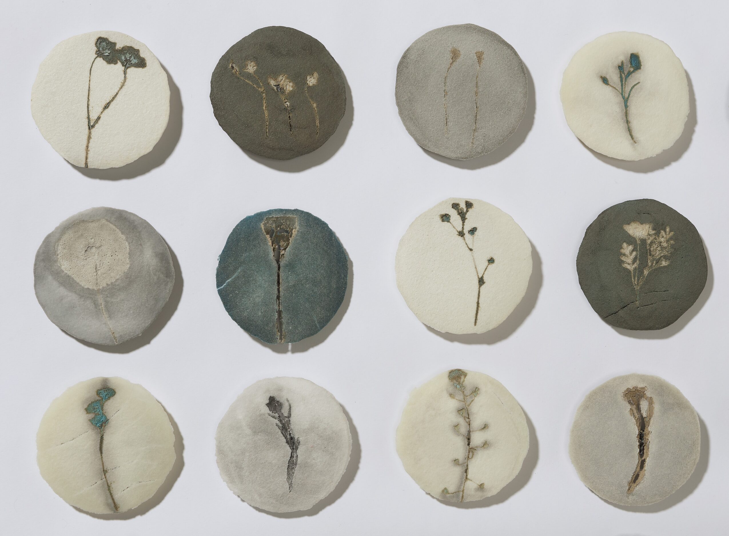 Collection of twelve pressed plant specimens on circular backgrounds, arranged in three rows of four, with various plant types and colors.