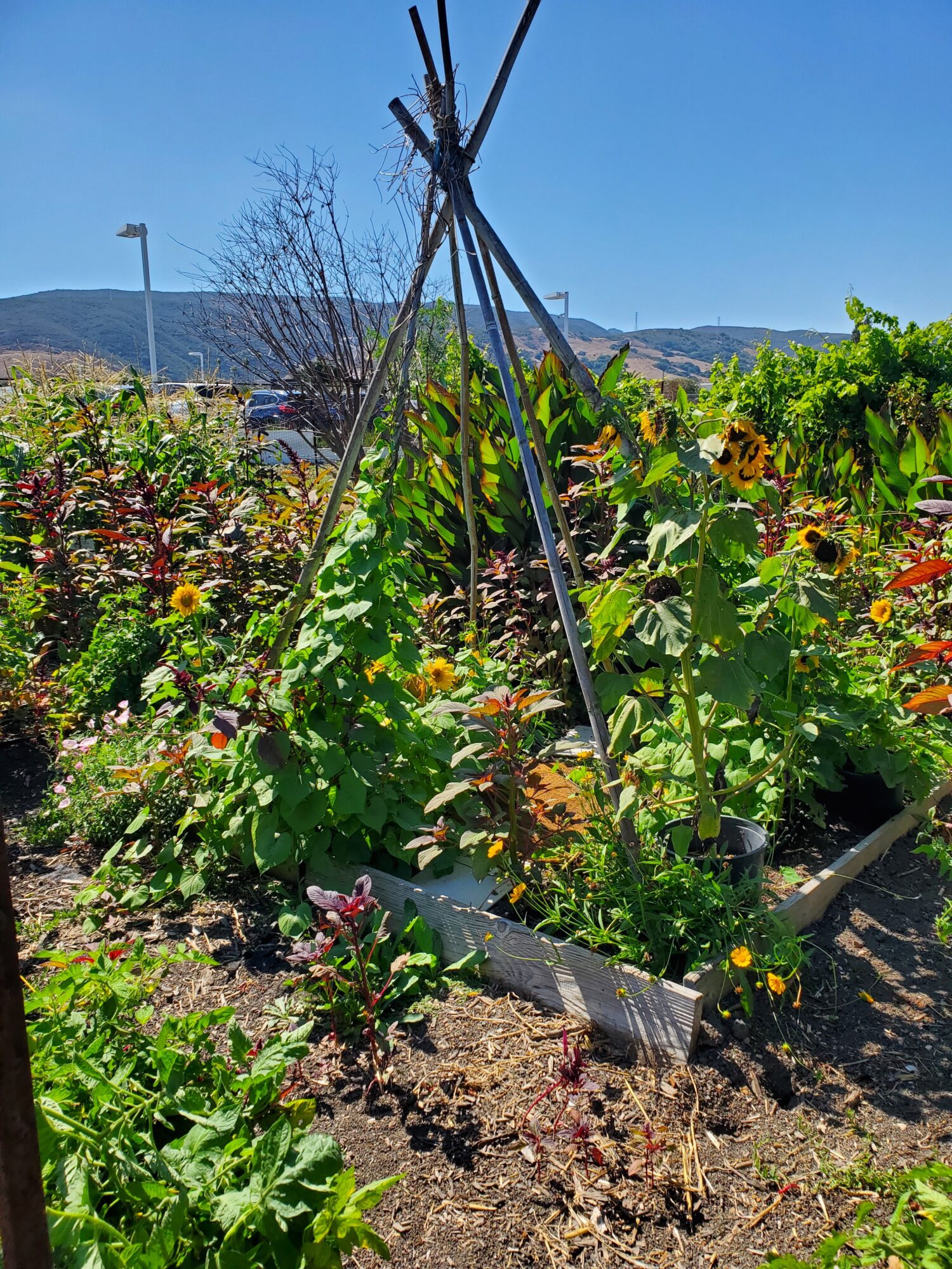 Vegetable garden with trellis, plants, and flowers under a clear blue sky.