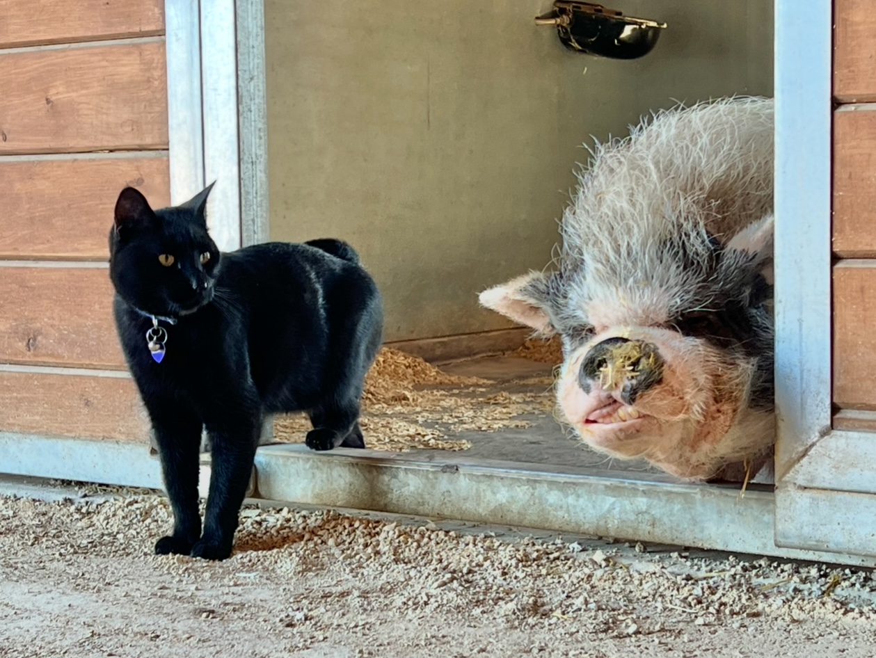 Black cat with a collar standing outside a door, pig with a snout resting on the door threshold, both looking outward.