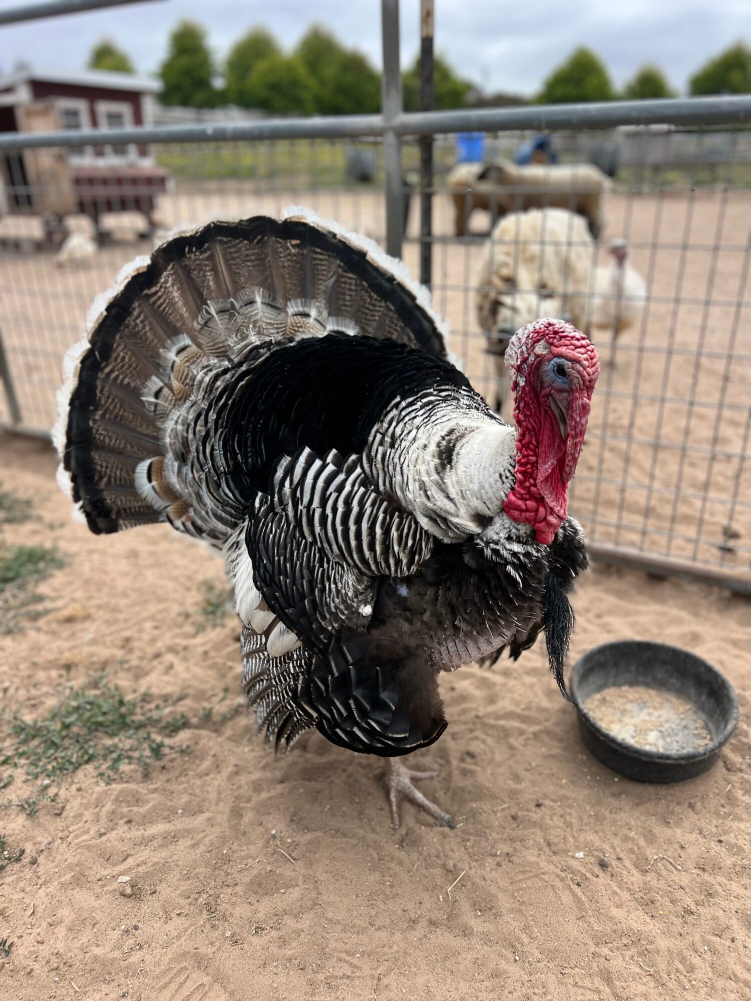 A turkey with black, white, and brown feathers stands on dirt near a bowl, with a fenced outdoor area in the background.