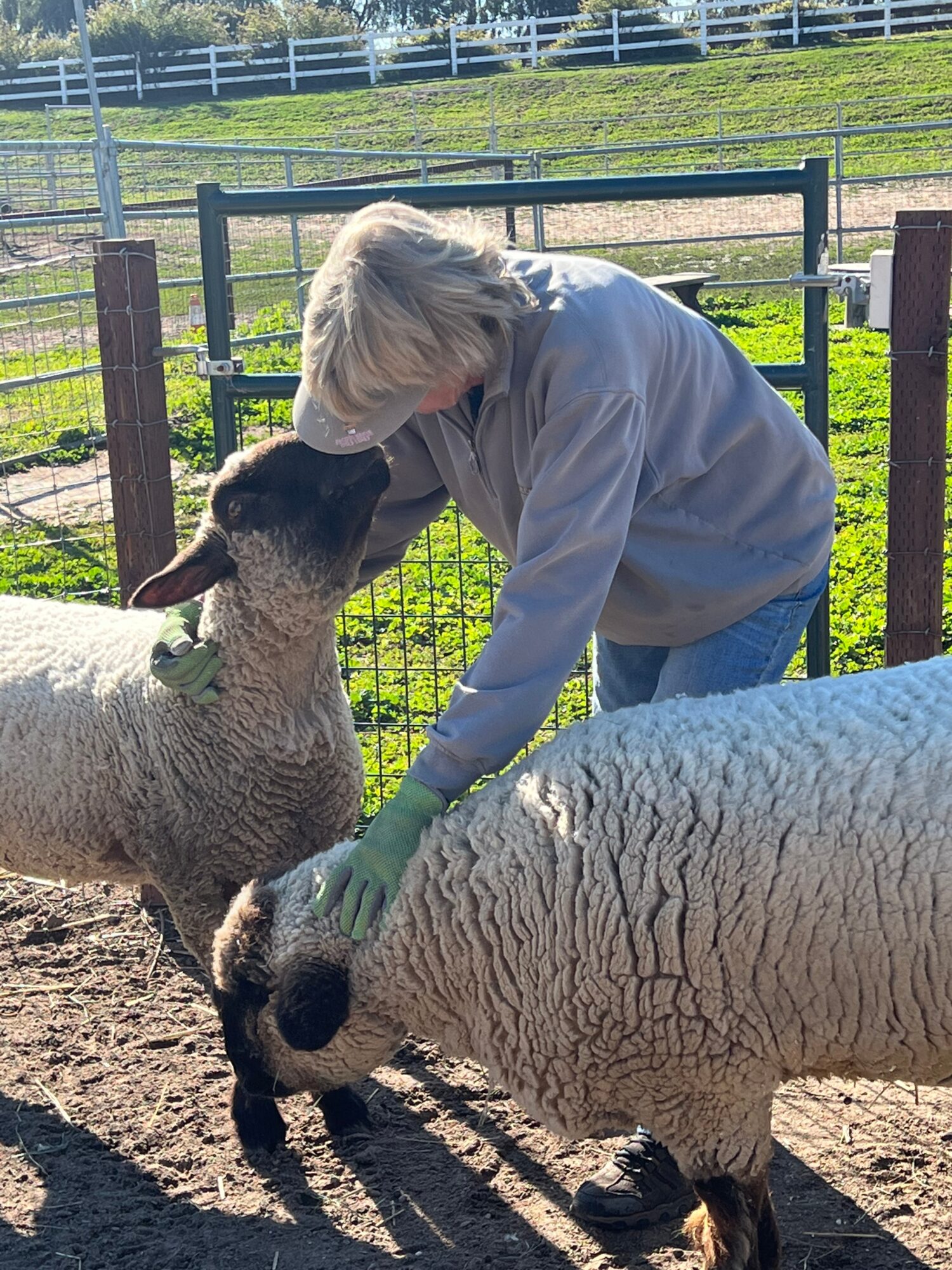 Child with gray hair petting a sheep and a lamb in a fenced outdoor area.