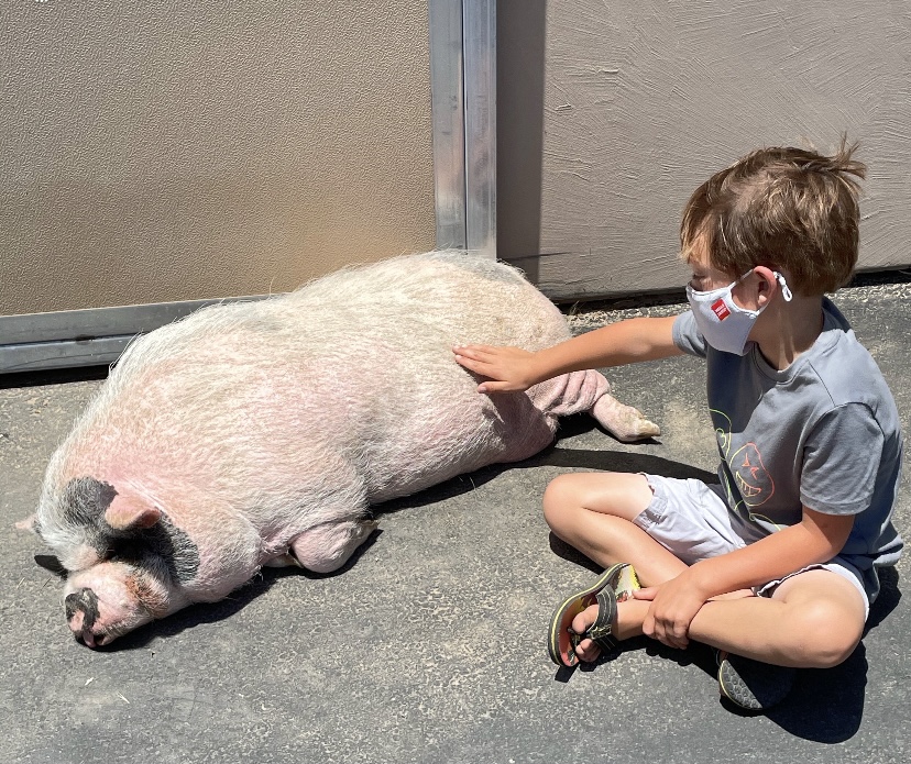 Child touching a large pig lying on the ground outside, both are near a building wall, child wearing a mask.