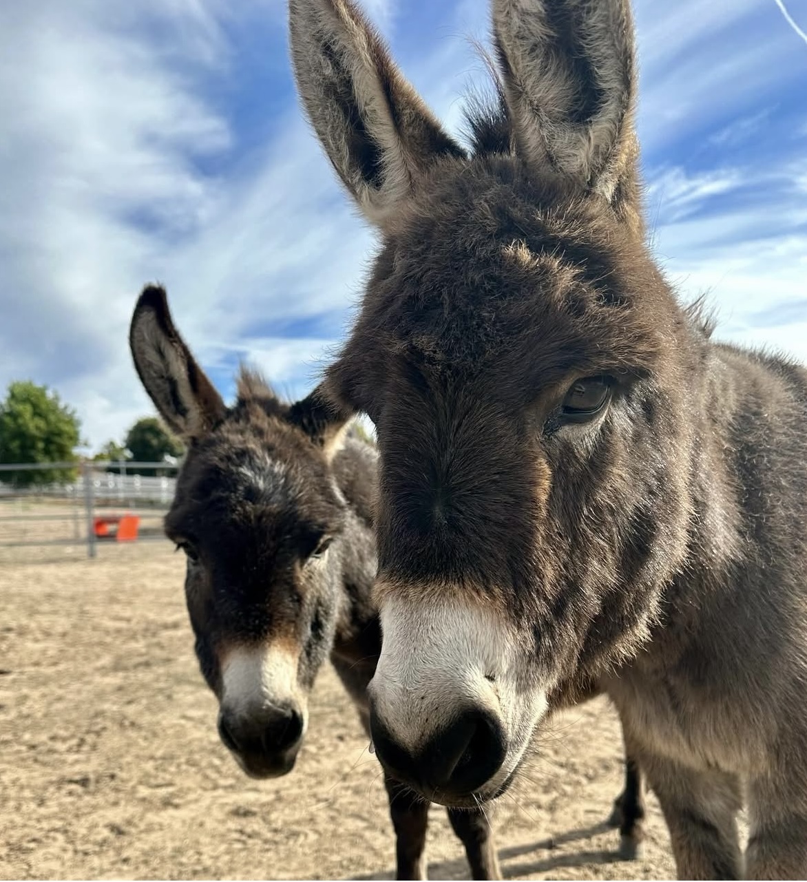 Two donkeys close-up outdoors with blue sky and clouds, one in the foreground and one in the background.