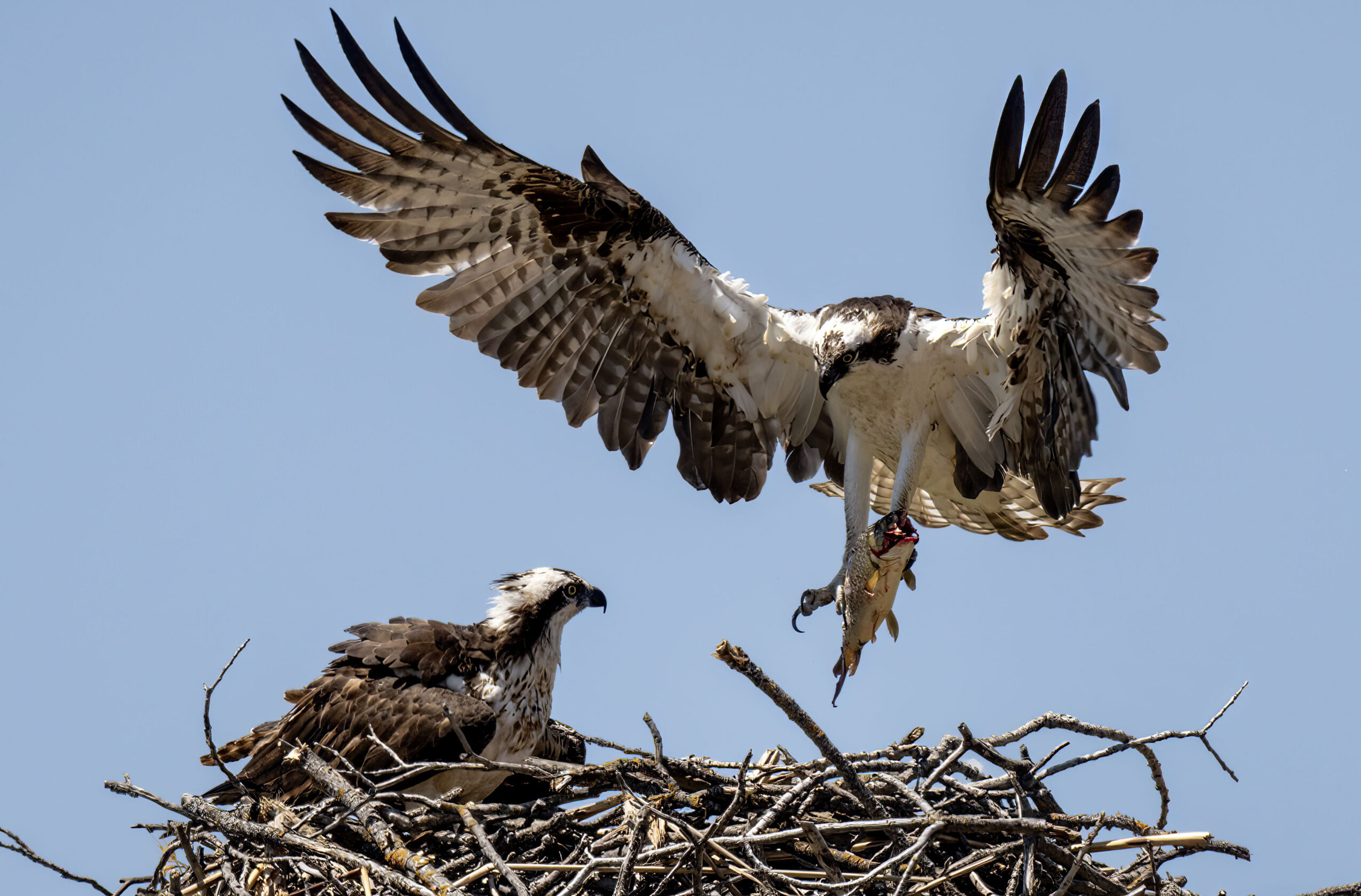 Osprey landing on a nest with a fish, wings spread wide, against a clear blue sky.