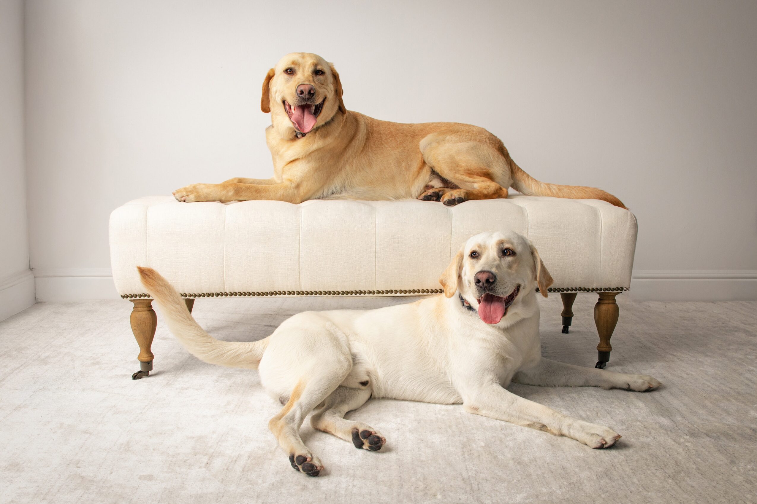 Two dogs, one lying on a white sofa and the other on the floor, in a room with a light-colored wall and carpet.