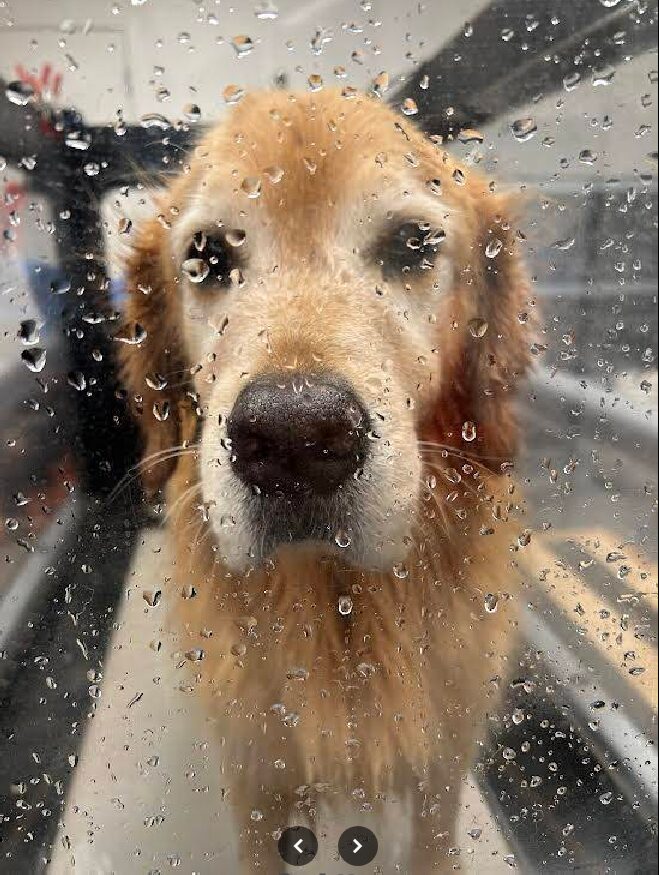 Golden retriever dog behind a rain-covered glass window, looking directly at the camera.
