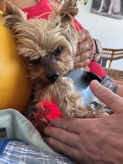 Small dog with fluffy fur being petted, lying on a person's lap, with a yellow object nearby.