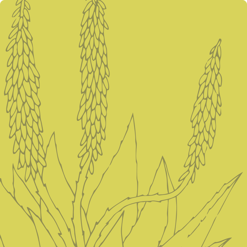 Line drawing of a plant with long, hanging seed clusters and pointed leaves on a yellow background.