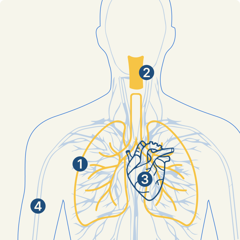 Diagram of human nervous and cardiovascular systems, showing nerves, lungs, and heart, with numbered labels. Word count: 20
