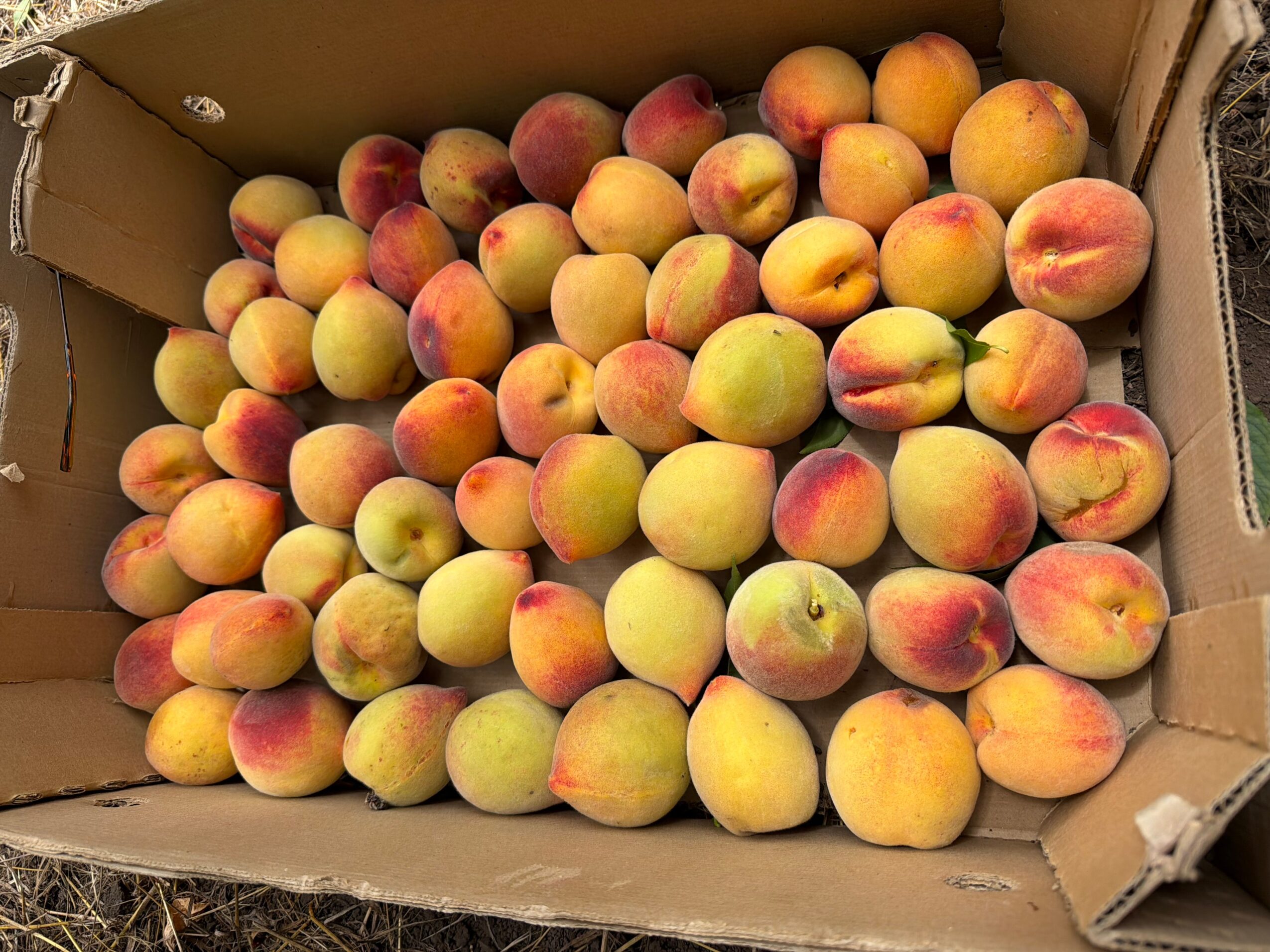 Peaches in a cardboard box, some with reddish blush, others yellowish, piled together.