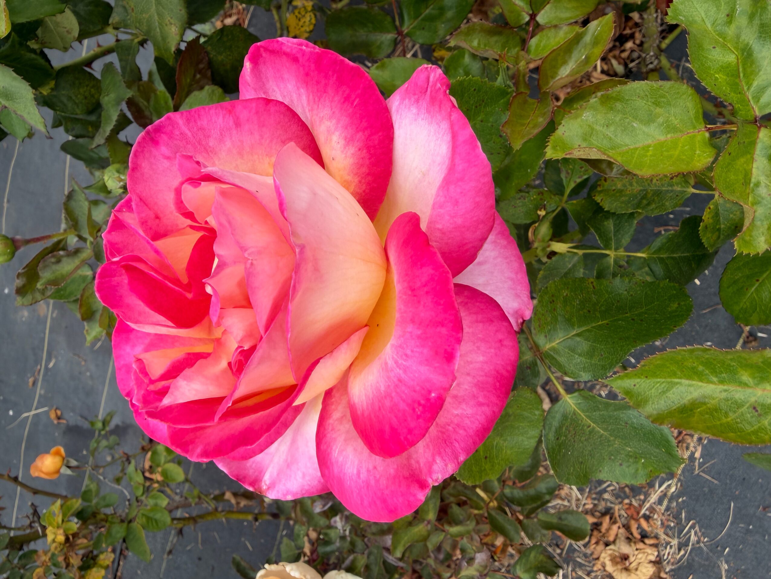 Pink and yellow rose in bloom with green leaves in background.