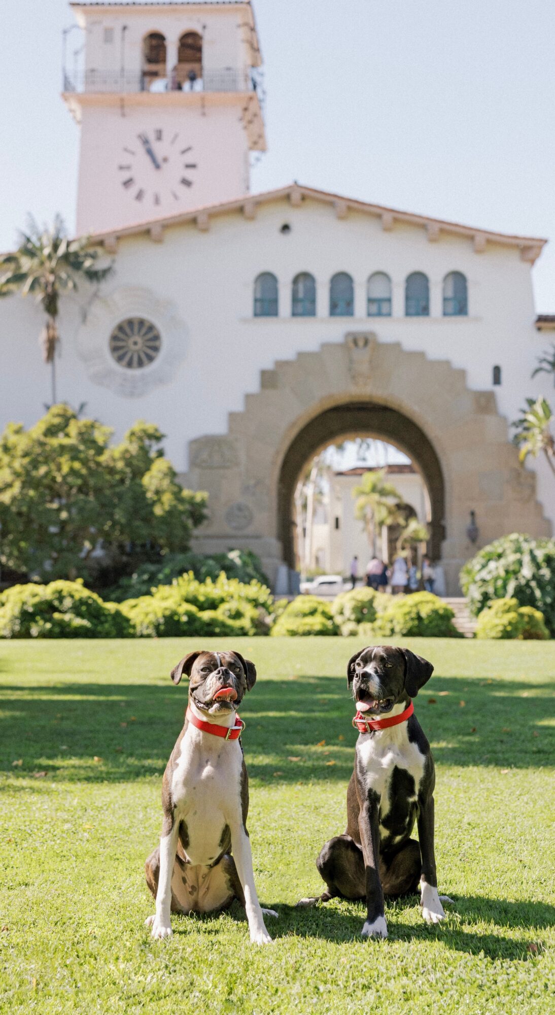 Two dogs sitting on grass in front of a historic building with a clock tower, archway, and palm trees.