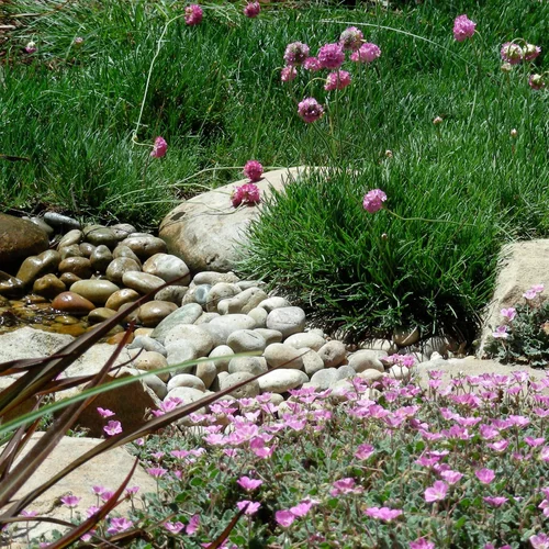 Garden scene with pink flowers, green grass, rocks, and a small stream, viewed from above.