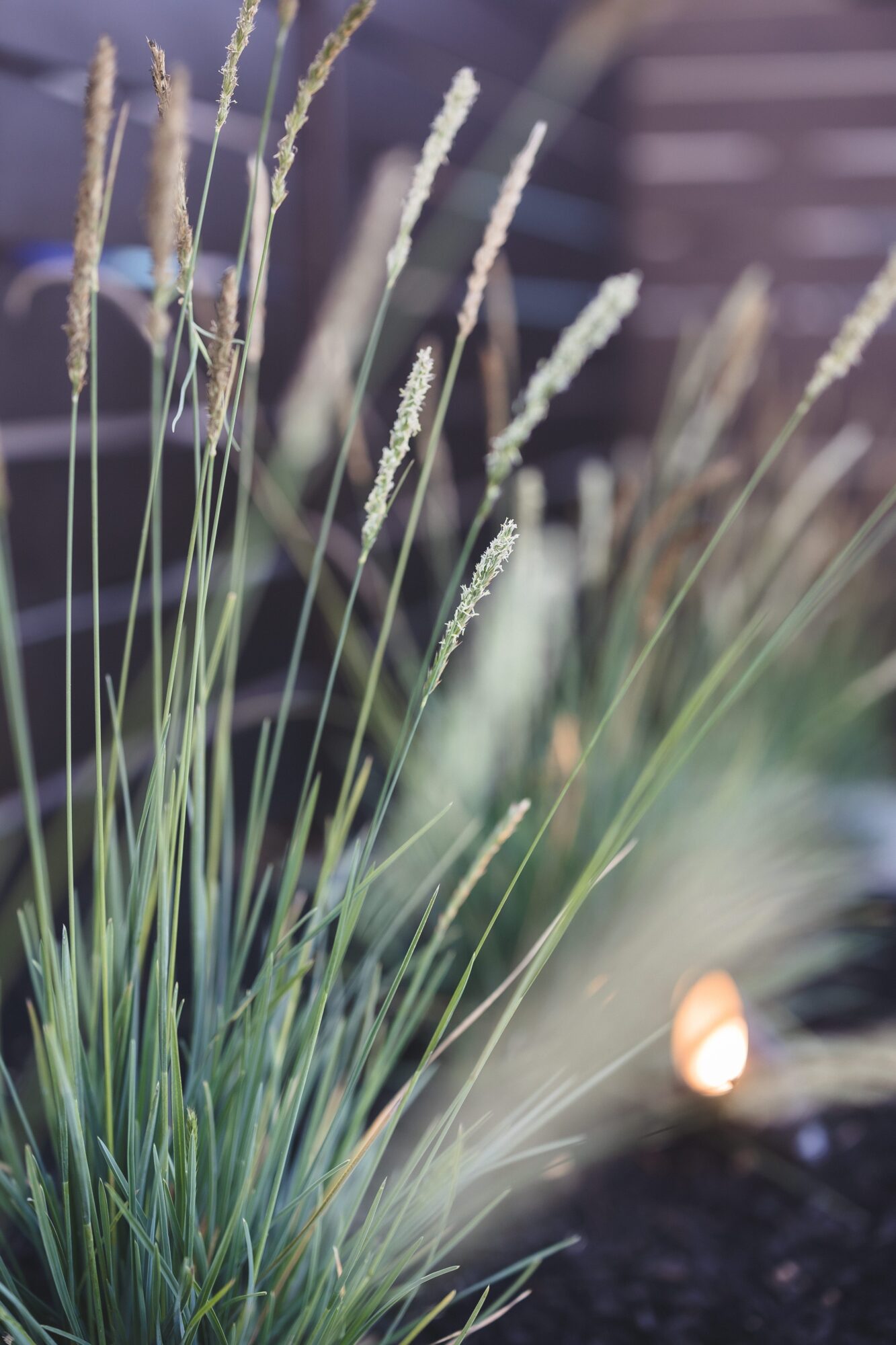Tall grass with feathery flower heads in a garden, blurred background, soft lighting, and a small light source nearby.